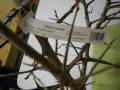 detail foto